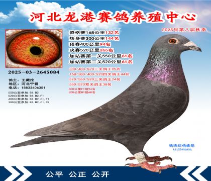 河北龍港加站雙關(guān)鴿王38名