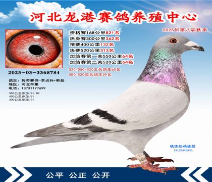河北龍港加站雙關(guān)鴿王39名