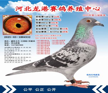 河北龍港加站雙關(guān)鴿王40名