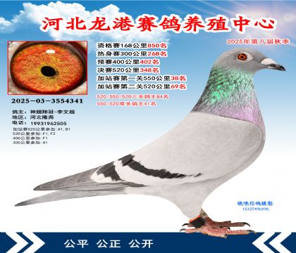 河北龍港加站雙關(guān)鴿王41名