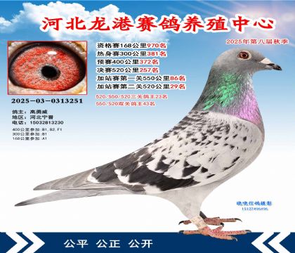 河北龍港加站雙關(guān)鴿王43名