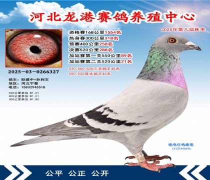 河北龍港加站雙關(guān)鴿王45名