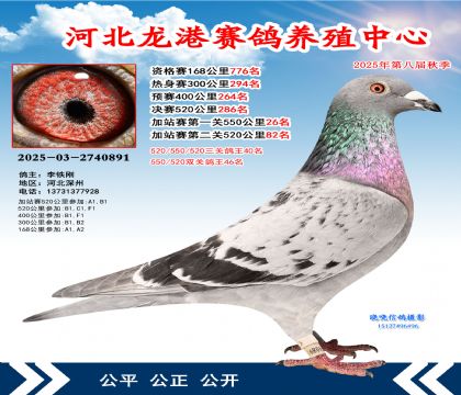 河北龍港加站雙關(guān)鴿王46名
