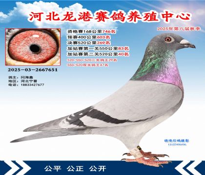 河北龍港加站雙關(guān)鴿王47名