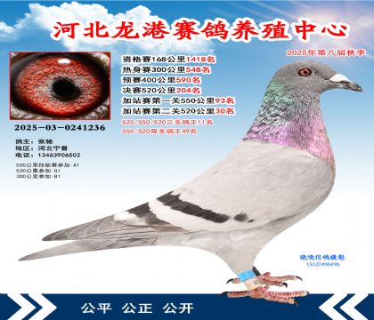 河北龍港加站雙關(guān)鴿王49名(決賽204名)