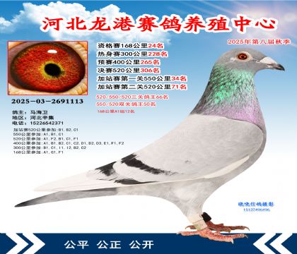 河北龍港加站雙關(guān)鴿王50名