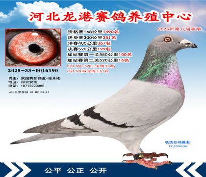 河北龍港加站雙關(guān)鴿王51名(決賽199名)
