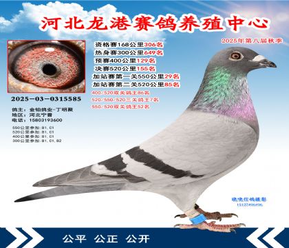 河北龍港加站雙關(guān)鴿王52名(決賽155名)