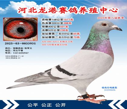 河北龍港加站雙關(guān)鴿王54名