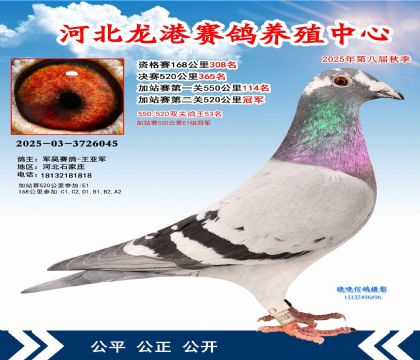 河北龍港加站雙關(guān)鴿王53名