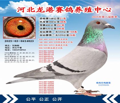 河北龍港加站雙關(guān)鴿王55名