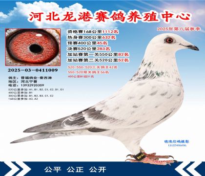 河北龍港加站雙關(guān)鴿王56名