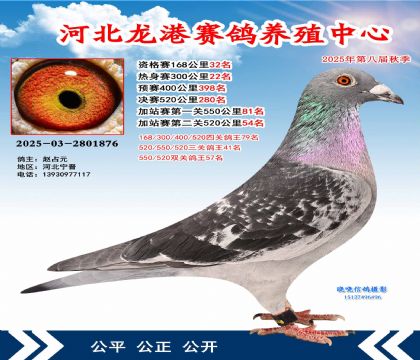 河北龍港加站雙關(guān)鴿王57名