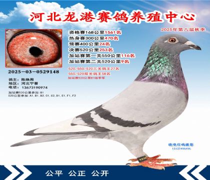 河北龍港加站雙關(guān)鴿王58名