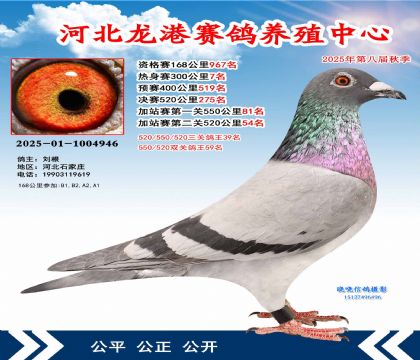 河北龍港加站雙關(guān)鴿王59名