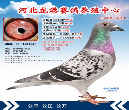 河北龍港加站雙關(guān)鴿王60名