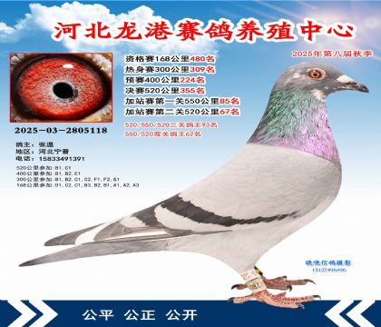 河北龍港加站雙關(guān)鴿王62名