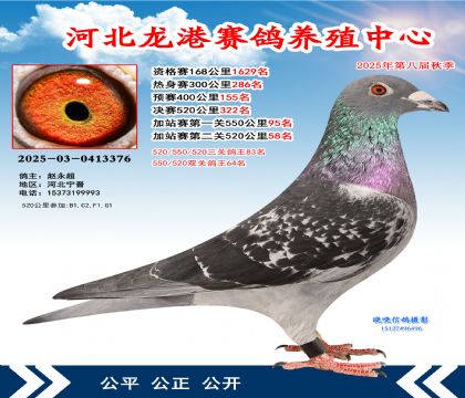 河北龍港加站雙關(guān)鴿王64名