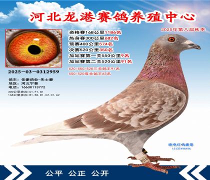 河北龍港加站雙關(guān)鴿王63名