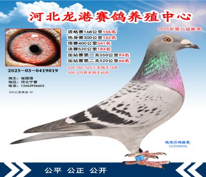 河北龍港加站雙關(guān)鴿王65名(決賽183名)