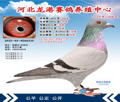 河北龍港加站雙關(guān)鴿王66名(決賽196名)