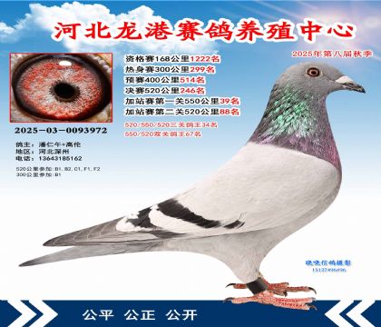 河北龍港加站雙關(guān)鴿王67名