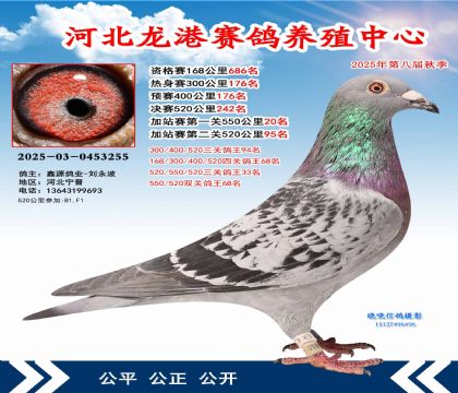 河北龍港加站雙關(guān)鴿王68名
