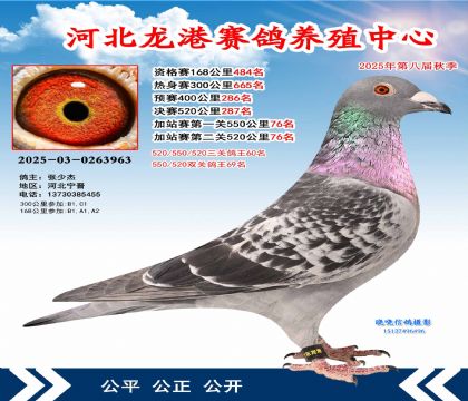 河北龍港加站雙關(guān)鴿王69名