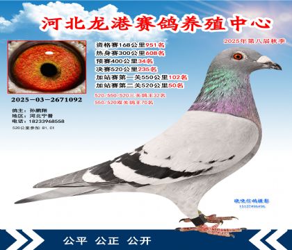 河北龍港加站雙關(guān)鴿王70名