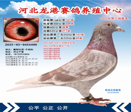 河北龍港加站雙關(guān)鴿王71名