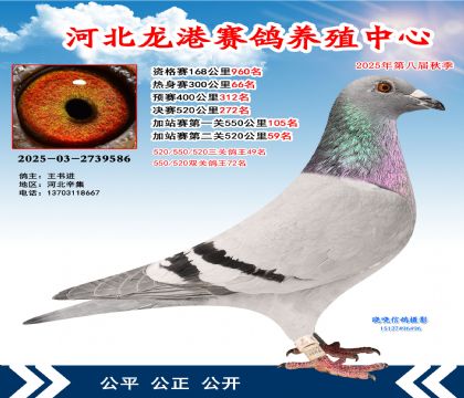 河北龍港加站雙關(guān)鴿王72名