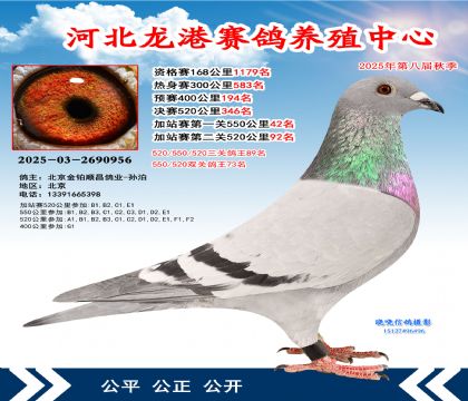 河北龍港加站雙關(guān)鴿王73名
