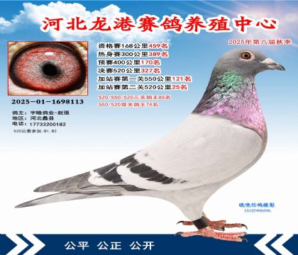 河北龍港加站雙關(guān)鴿王74名