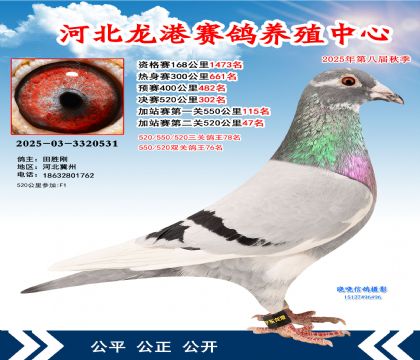 河北龍港加站雙關(guān)鴿王76名