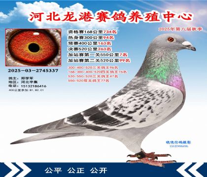 河北龍港加站雙關(guān)鴿王77名