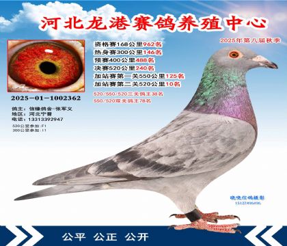 河北龍港加站雙關(guān)鴿王78名