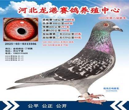 河北龍港加站雙關(guān)鴿王79名