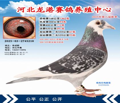 河北龍港加站雙關(guān)鴿王80名