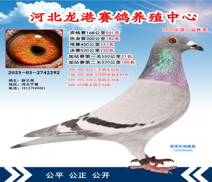 河北龍港加站雙關(guān)鴿王84名(決賽220名)