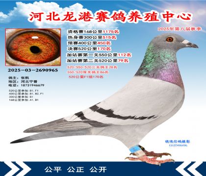 河北龍港加站雙關(guān)鴿王86名(決賽170名)