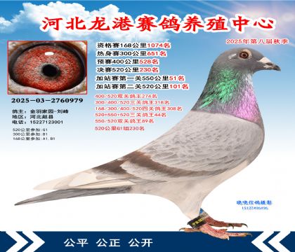 河北龍港加站雙關(guān)鴿王89名(決賽230名)