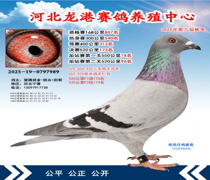 河北龍港加站雙關(guān)鴿王91名(決賽173名)