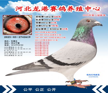 河北龍港加站雙關(guān)鴿王101名(決賽182名)