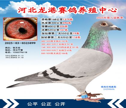 河北龍港加站雙關(guān)鴿王106名(決賽167名)