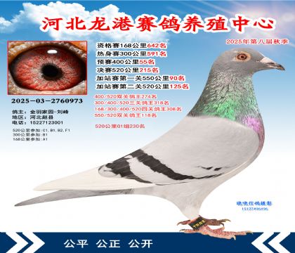 河北龍港加站雙關(guān)鴿王118名(決賽215名)