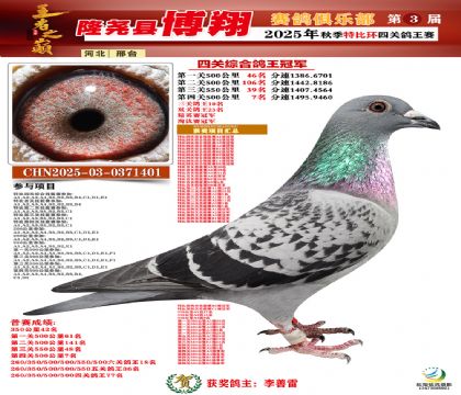 博翔特比四關(guān)鴿王冠軍