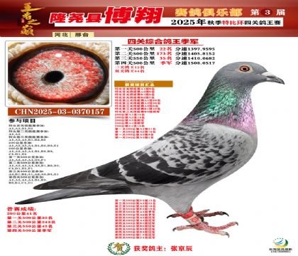 博翔特比四關(guān)鴿王季軍