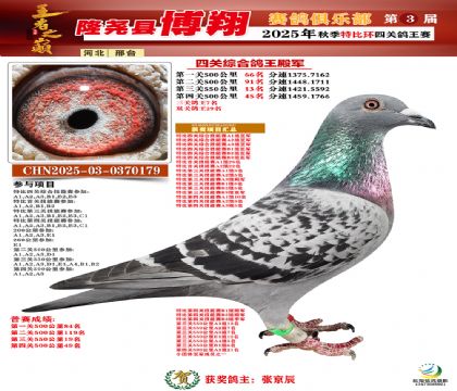 博翔特比四關(guān)鴿王殿軍