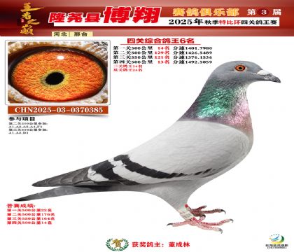 博翔特比四關(guān)鴿王6名