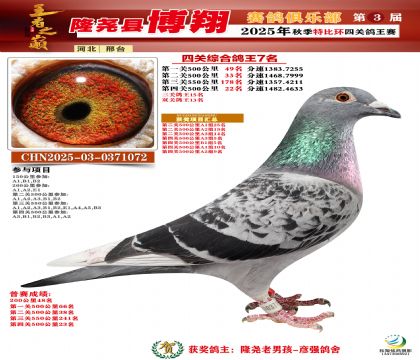 博翔特比四關(guān)鴿王7名